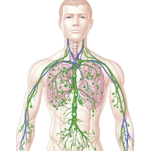 Vue Du Système Lymphatique